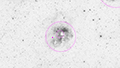IC 410 - 460 x 30s (3,83h) - Gain 60 - Filter: Astro - 26.12.2025 - Turtle Star Observatory / Deutschland