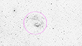 Sh2-261 - 436 x 30s (3,63h) - Gain 60 - Filter: Astro - 21.12.2025 - Turtle Star Observatory / Deutschland