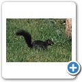 Vancouver - Stanley Park - Eichh&ouml;rnchen