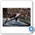Vancouver - Vancouver Aquarium - Orca
