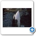 Vancouver - Vancouver Aquarium - Orca