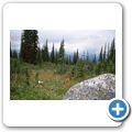 Mt. Revelstoke National Park