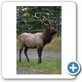 Banff National Park - Wapiti Hirsch
