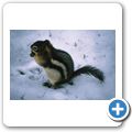 Icefield Parkway - Streifenh&ouml;rnchen