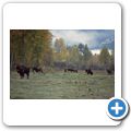 Trophy Mountain Buffalo Ranch