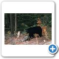 Wells Gray Provincial Park - Schwarzb&auml;r