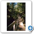 Pacific Rim National Park - Rain Forrest Trail