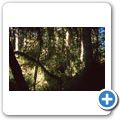 Pacific Rim National Park - Rain Forrest Trail