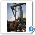 Los Angeles - Universal Studios - Studio-Tour - Der wei&szlig;e Hai