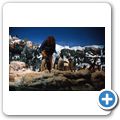 San Diego - Sea World - Pinguin-Haus