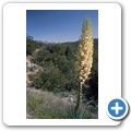 Anza-Borrego Desert State Wilderness