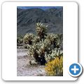 Joshua Tree National Monument - Cholla Cactus