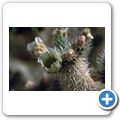 Joshua Tree National Monument - Cholla Cactus