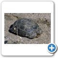 Joshua Tree National Monument - Desert Tortoise