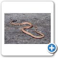 Red Racer Snake
