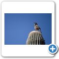 Saguaro Nationalpark - Felsenzaunk&ouml;nig