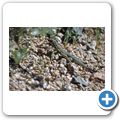 Saguaro Nationalpark - Zaunleguan