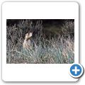 Bryce Canyon National Park - Prairiehund