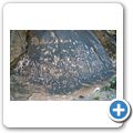 Canyonlands National Park - Newspaper Rock