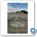 Florissant Fossil Beds National Monument - versteinertes Holz