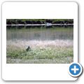 Yellowstone National Park - Coyote