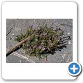 Mt. St. Hellens - Kissen Lupine