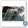 Lava Lands National Park - Stachelschwein