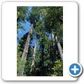 Redwwod National Park - Lady Bird Johnson Grove