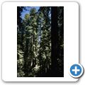 Redwwod National Park - Lady Bird Johnson Grove