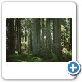 Redwwod National Park - Lady Bird Johnson Grove