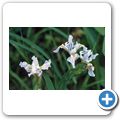 Orchidee
