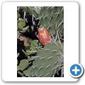 Kaktusbl&uuml;te