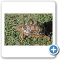 Schnabelbrustschildkr&ouml;te