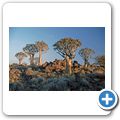 Der K&ouml;cherbaumwald bei Keetmanshoop