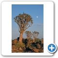 Der K&ouml;cherbaumwald bei Keetmanshoop