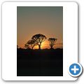 Der K&ouml;cherbaumwald bei Keetmanshoop - Sonnenuntergang
