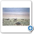 Namib W&uuml;ste - Oryx-Antilopen