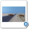 Namib W&uuml;ste - W&uuml;stenpferde