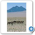Namib W&uuml;ste - W&uuml;stenpferde