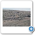 G&auml;stefarm "Niedersachsen" - Karakul-Schafe