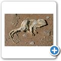 Namib Naukluft Park - totes Cham&auml;leon