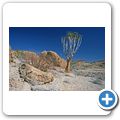Namib Naukluft Park - K&ouml;cherbaum