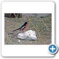 Etosha Nationalpark - Rotbauchw&uuml;rger