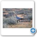 Etosha Nationalpark - Sekret&auml;r