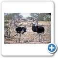 Etosha Nationalpark - Strau&szlig;