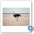 Etosha Nationalpark - Strau&szlig;
