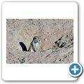 Etosha Nationalpark - Borstenh&ouml;rnchen