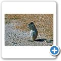 Etosha Nationalpark - Borstenh&ouml;rnchen