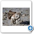 Etosha Nationalpark - Borstenh&ouml;rnchen