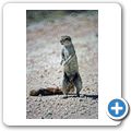Etosha Nationalpark - Borstenh&ouml;rnchen